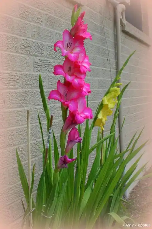 剑兰的花语和象征意义