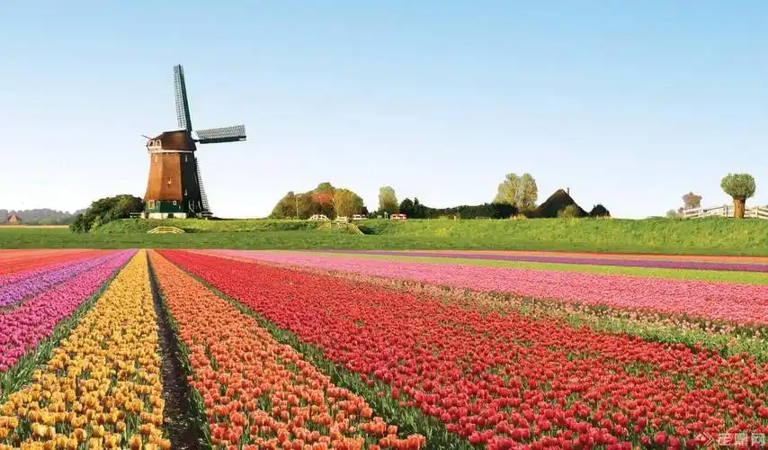 爱丽丝花园整体规划设计方案 | 拾光作品