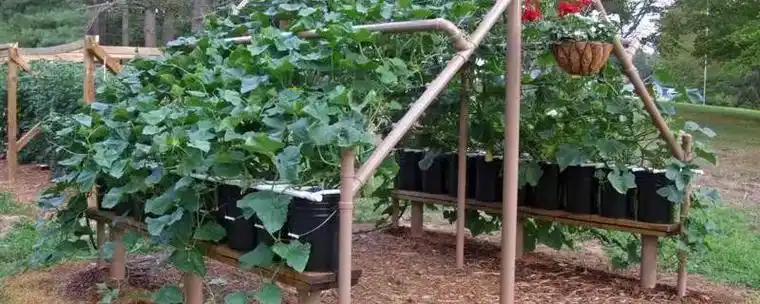 黄瓜架子搭多高