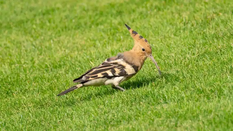 草地里抓虫子的戴胜鸟