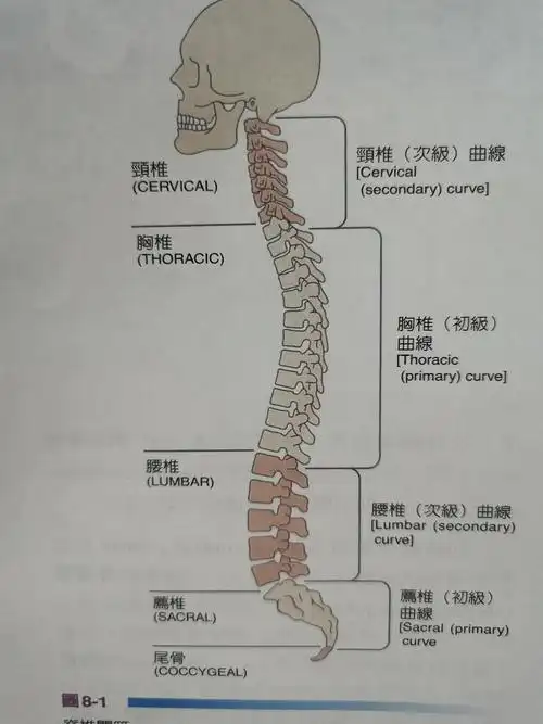 脊柱侧弯评估与诊断