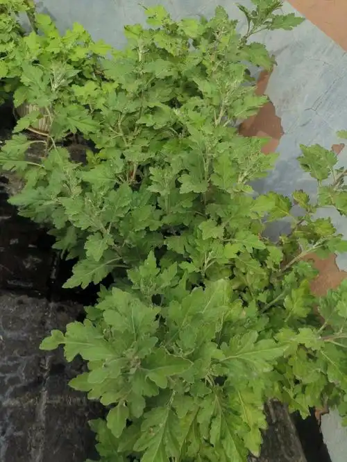 今天的菊花和蔬菜生长状况