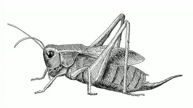 钢笔画 蝈蝈 过程视频