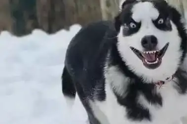 哈士奇除了表情丰富,它也有着惊人的耐力和爆发力.