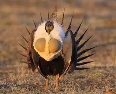 "艾草松鸡"一个靠胸肌吸引异性的花花公子,虽然健壮,却是渣鸡