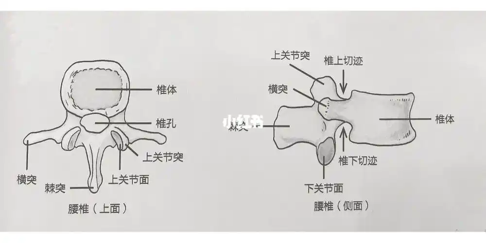 腰椎由椎体,横突,上关节突,椎弓和棘突组成,椎孔位于中间,供脊髓穿过.