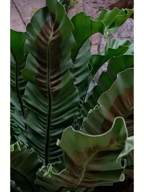 鸟巢蕨birdnestfern