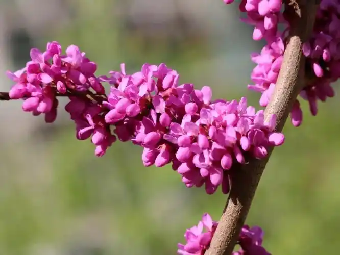10种春天路边常见的先开花后长叶植物很多朋友是见过不知道名字