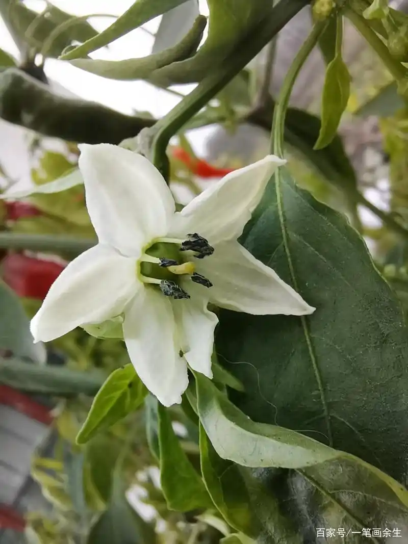 辣椒花也别样风情