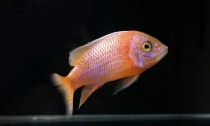 三湖慈鲷 观赏鱼 岩栖 马鲷 马雕