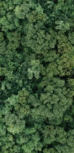 仲夏时节高空俯拍森林里种类繁多的树木一片翠绿