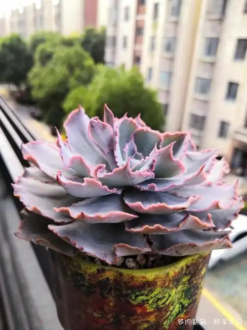 春天的包菜多肉有多美,梅雨季就有多像菜