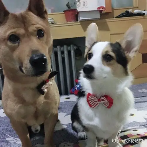 求问柴犬和柯基一起养是什么感受