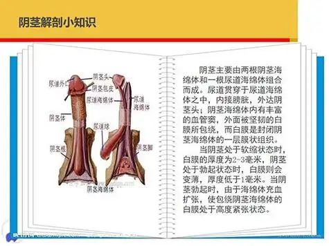 尿道贯穿于尿道海绵体之中,内接膀胱,外达阴茎头;阴茎海绵体内有丰富