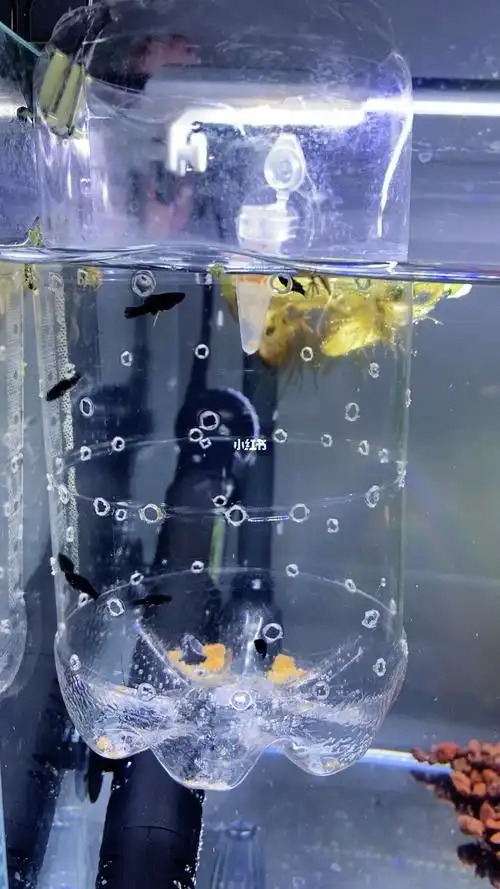 救命一只小黑玛丽得了白点病应该怎么办啊