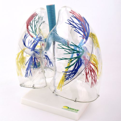 enovo颐诺医学人体肺段肺解剖模型支气管树胸外科呼吸科教具肺部支