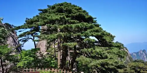 庐山,婺源,宏村,黄山6日游2019年5月19日至24日 四>