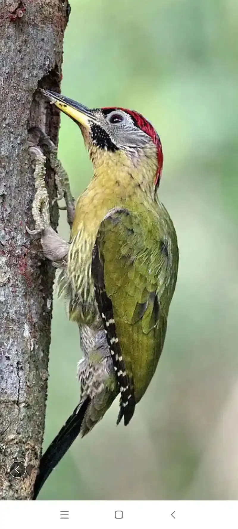 三 2将 星用日爱一 图片来源 磁凭工班 png免抠麻雀鸟 - 抖音