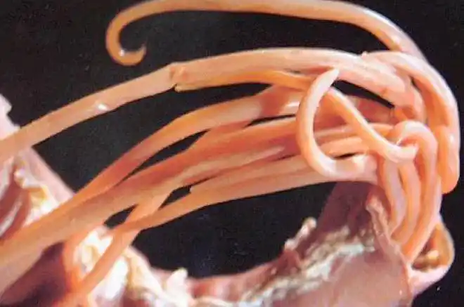 蛔虫病是狗狗常见的寄生虫病之一,常见的蛔虫分为犬弓首蛔虫和狮弓首