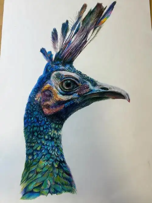 彩铅孔雀完成喽