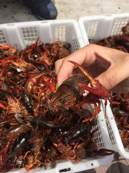水产批发 湖北鲜活小龙虾 麻辣小龙虾鲜活456钱批发 清水养殖