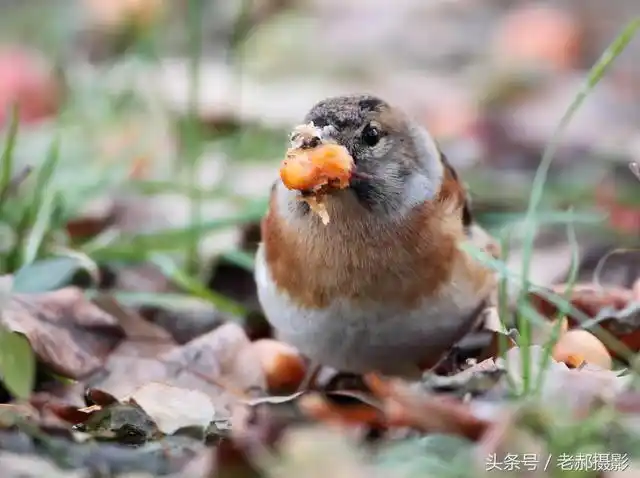 这种鸟像麻雀比麻雀漂亮的多