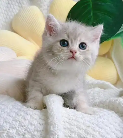 英短蓝金渐层小猫咪宝宝