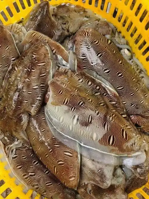 刚上岸的大墨鱼99 99 99 ,真空速冻97 97