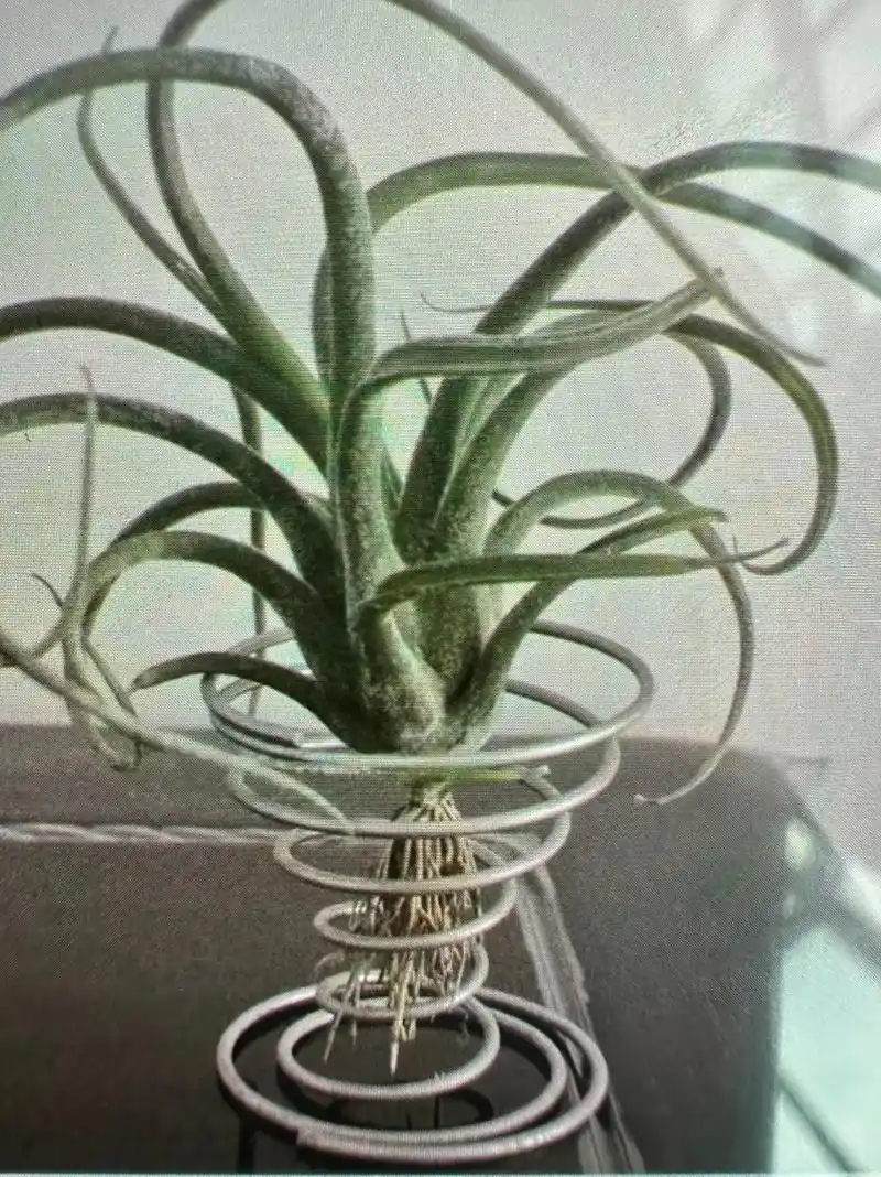 今天我要说的是空气凤梨中的美杜莎,妖娆的身躯,一样有妖娆的叶 - 抖