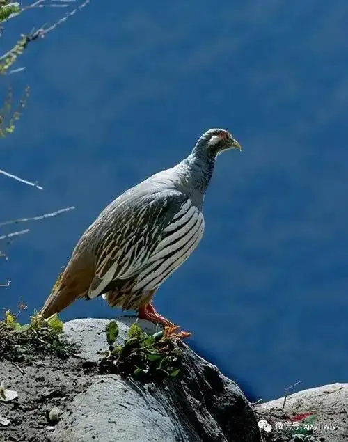 新疆是野鸡的海洋这9种野鸡您见过吗
