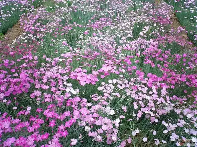 地被石竹供应商|潍坊具有口碑的地被石竹供应