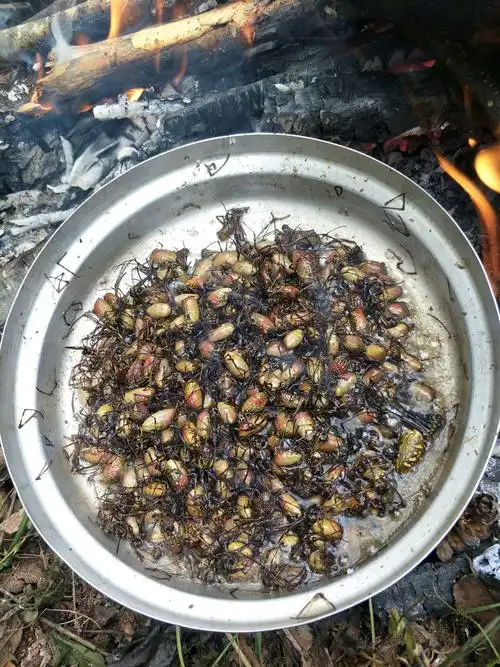 林中美味花蜘蛛2019.11.