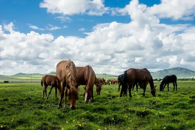 呼伦贝尔草原牧马图.