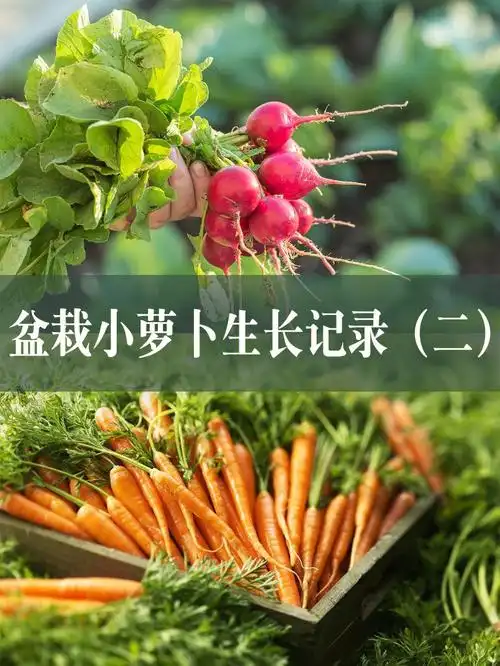 种植日记盆栽小萝卜生长记录二