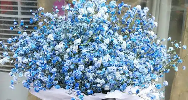 蓝色满天星的花语