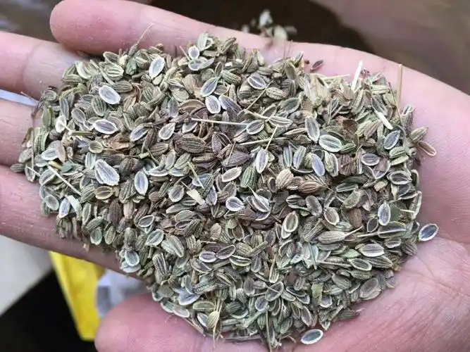 基地供应防风种子包出芽签订回收合同