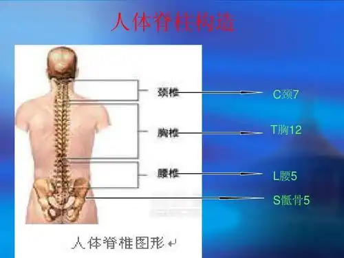 腰椎间盘突出症护理ppt_word文档在线阅读与下载_无忧文档