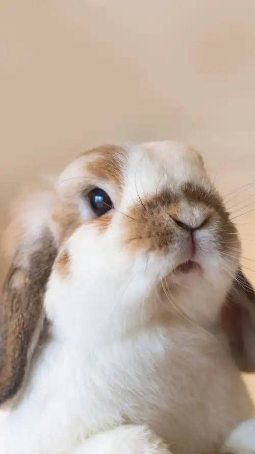 兔- 堆糖,美图壁纸兴趣社区