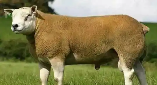 因此,在养羊中保护好优秀种公羊是养羊成功的关键,羊群质量好坏是由