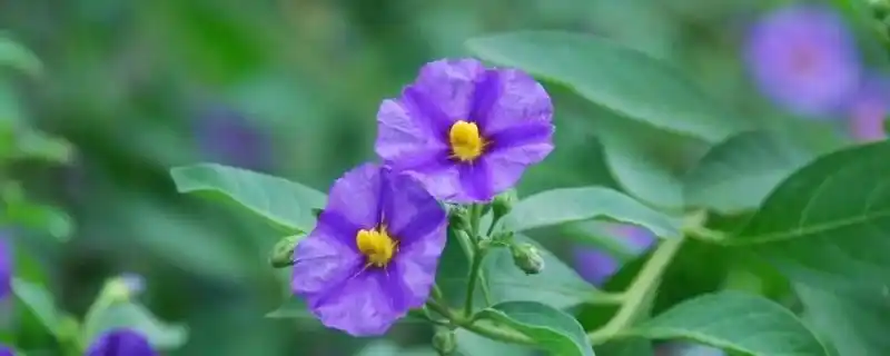 蓝花茄花期每年开2次花,第一次会在5月初绽放,6月