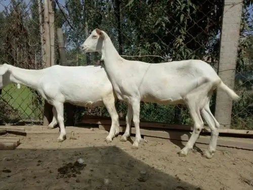 萨能奶山羊 80-110斤