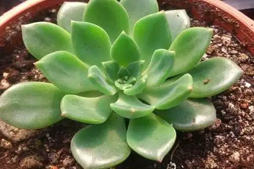 多肉绿翡翠是景天科拟石莲花属的多肉植物,它的叶片排列的十分紧凑