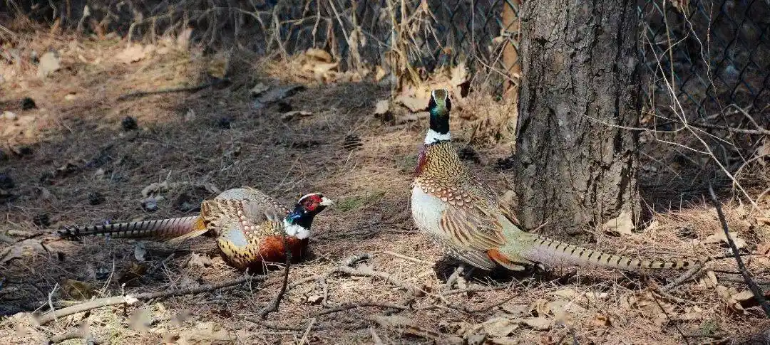 松鼠下阶走,竹鸡当户啼.树晴莺出谷,溪暖燕衔泥.