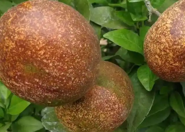 很多人在网上卖"非洲乌柑",所谓"非洲乌柑"其实就是柑橘锈壁虱防治不