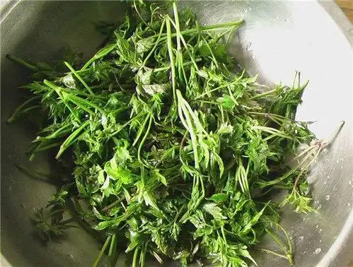 小贴士 黑狗筋摘回来先泡一小时,当地人的做法.