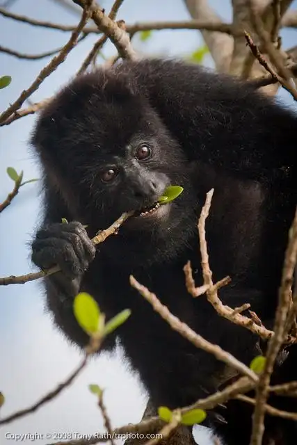 howler monkey | flickr – 相片分享!