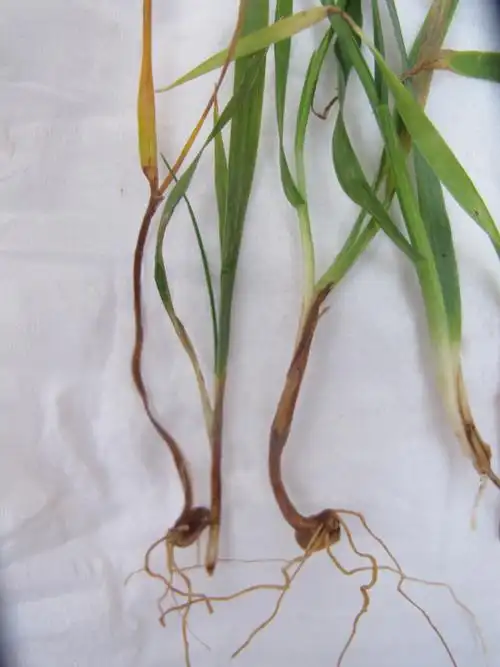 小麦病虫害高清图及不同时期病虫害防治——精心整理,推荐收藏