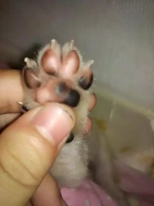 都说猫爪可爱难道没人觉得狗爪也很萌吗