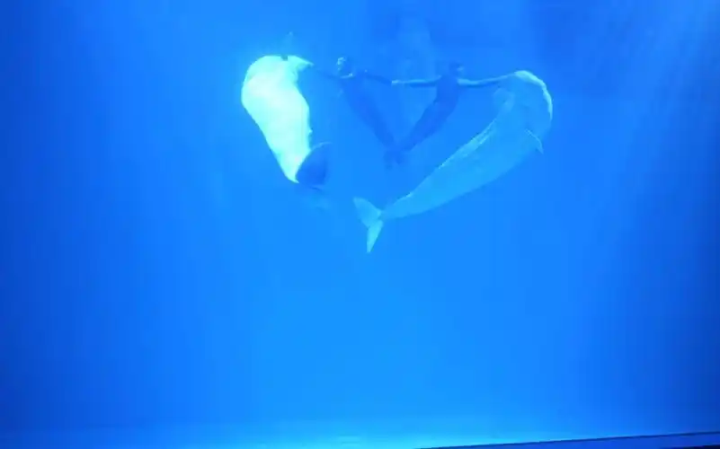 哈尔滨极地馆-海洋之心(一分钟)