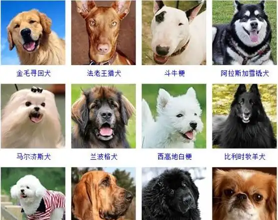 宠物狗图片真实,名犬品种大全及图片图3